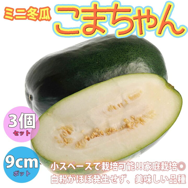 楽天市場 送料無料 ミニ冬瓜 とうがん 品種 F1こまちゃん 野菜苗9cmポット 3個セット ベランダ 露地栽培 ベランダ菜園 ウリ科 氈瓜 加茂瓜 賀茂瓜 カモリ シブイ トウガ ハウス栽培 冬瓜苗 植物販売のｉｔａｎｓｅ楽天市場店