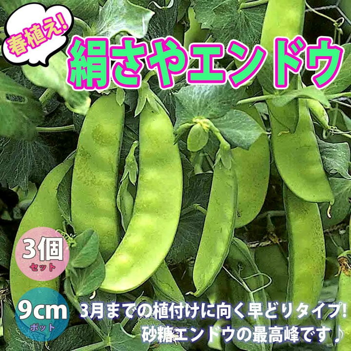 楽天市場 送料無料 すずなり極甘 絹さやエンドウ豆 春植えタイプの苗 野菜苗9cmポット 3個セット 収穫 苗 ベランダ 簡単 栽培 えんどう豆 さやえんどう サヤエンドウ Snap Pea 露地植え ハウス栽培 えんどう豆苗 植物販売のｉｔａｎｓｅ楽天市場店