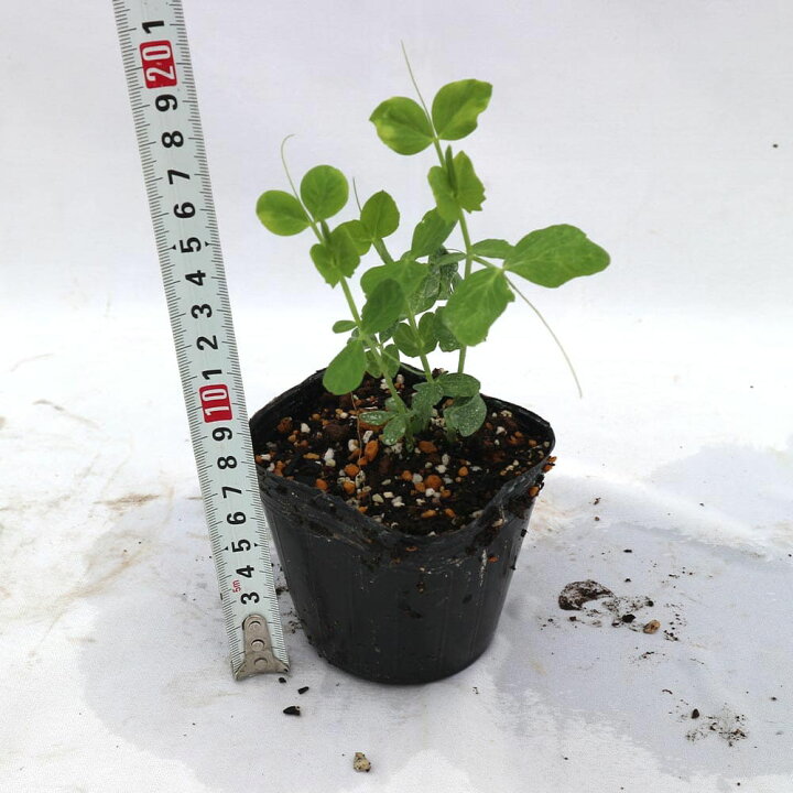 楽天市場 マラソン期間中 P5倍 すずなり極甘 絹さやエンドウ豆 春植えタイプの苗 野菜苗9cmポット 3個セット 収穫 苗 ベランダ 簡単 栽培 えんどう豆 さやえんどう サヤエンドウ Snap Pea 露地植え ハウス栽培 えんどう豆苗 植物販売のｉｔａｎｓｅ楽天市場店
