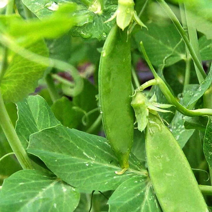 楽天市場 送料無料 すずなり極甘 絹さやエンドウ豆 春植えタイプの苗 野菜苗9cmポット 3個セット 収穫 苗 ベランダ 簡単 栽培 えんどう豆 さやえんどう サヤエンドウ Snap Pea 露地植え ハウス栽培 えんどう豆苗 植物販売のｉｔａｎｓｅ楽天市場店