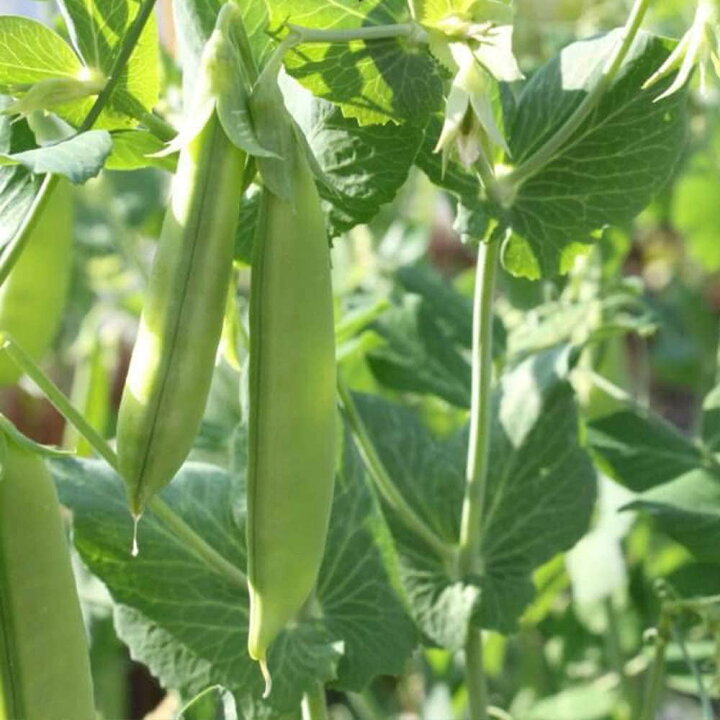 楽天市場 送料無料 すずなりフルーツ実エンドウ豆 春植えタイプの苗 野菜苗9cmポット 3個セット 収穫 苗 ベランダ 簡単 栽培 えんどう豆 さやえんどう サヤエンドウ Snap Pea 露地植え ハウス栽培 えんどう豆苗 植物販売のitanse楽天市場店 楽天市場 送料無料 すずなりフルーツ実エンドウ豆 春植えタイプの苗 野菜苗9cmポット 3個セット 収穫 苗 ベランダ 簡単 栽培 えんどう豆 さやえんどう サヤエンドウ Snap Pea 露地植え ハウス栽培 えんどう豆苗 植物販売のitanse楽天市場店