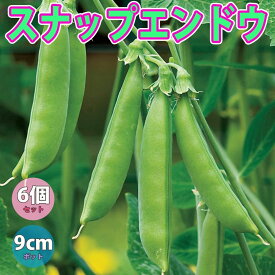 楽天市場 冬野菜 苗 種類 植物 エンドウマメ の通販