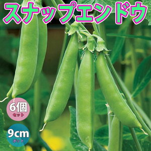 苗 スナップエンドウの人気商品 通販 価格比較 価格 Com