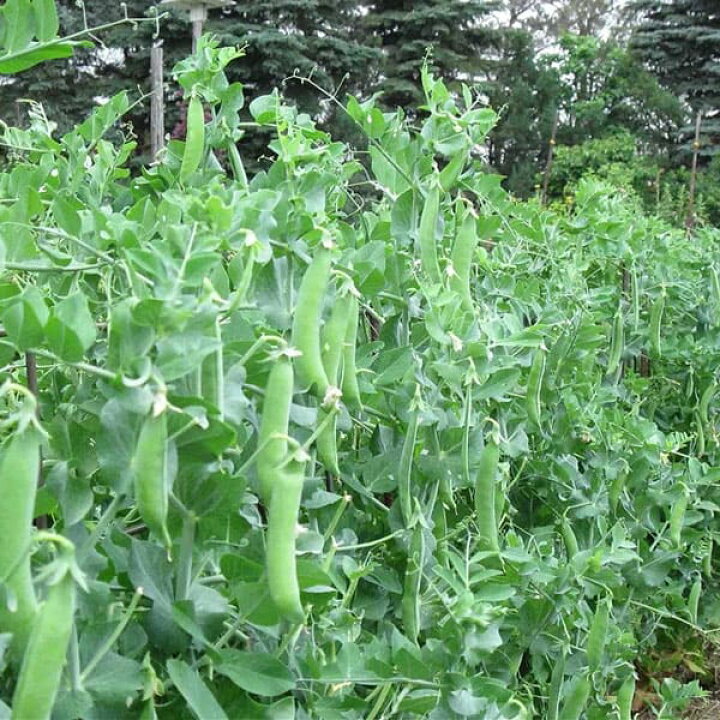 楽天市場 送料無料 すずなりスナップエンドウ豆の苗 野菜苗9cmポット自根苗 お買い得6個セット 収穫 苗 ベランダ 簡単 栽培 えんどう豆 さやえんどう サヤエンドウ Snap Pea 露地植え ハウス栽培 植物販売のitanse楽天市場店 楽天市場 送料無料 すずなりスナップエンドウ豆の苗 野菜苗9cmポット自根苗 お買い得6個セット 収穫 苗 ベランダ 簡単 栽培 えんどう豆 さやえんどう サヤエンドウ Snap Pea 露地植え ハウス栽培 植物販売のitanse楽天市場店