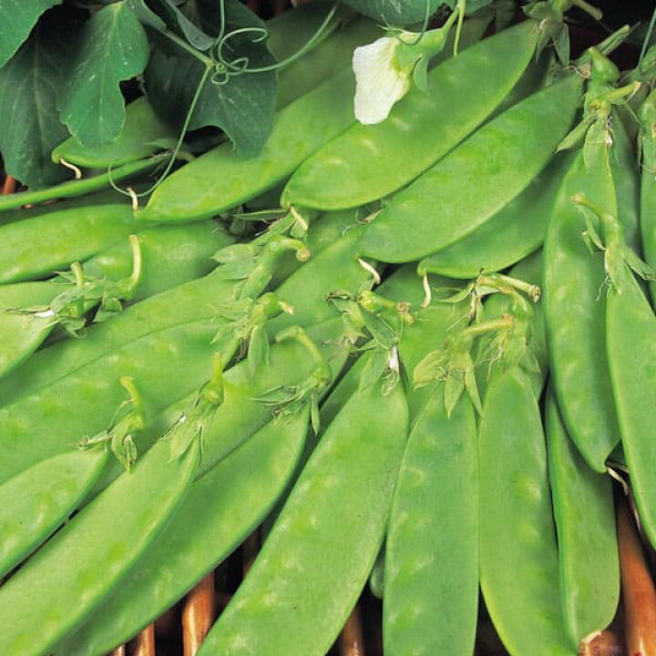 楽天市場 送料無料 極甘絹さやエンドウ豆の苗 野菜苗9cmポット自根苗 お買い得6個セット 収穫 苗 ベランダ 簡単 栽培 えんどう豆 さやえんどう サヤエンドウ Snap Pea 露地植え ハウス栽培 植物販売のｉｔａｎｓｅ楽天市場店