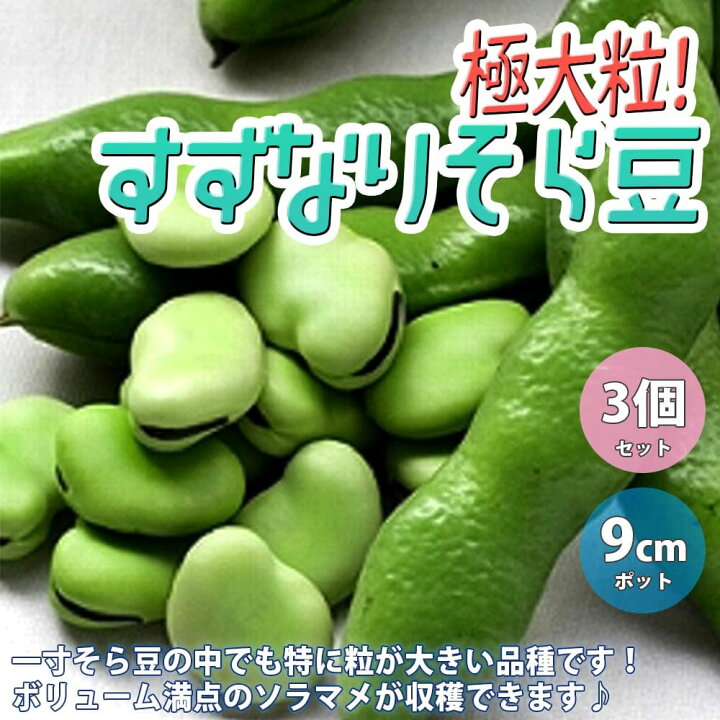 楽天市場 送料無料 極大粒 すずなりそら豆の苗 野菜苗9cmポット自根苗 お買い得3個セット 収穫 苗 ベランダ 簡単 栽培 そら豆 ソラマメ そらまめ Broad Beans 露地植え ハウス栽培 植物販売のｉｔａｎｓｅ楽天市場店