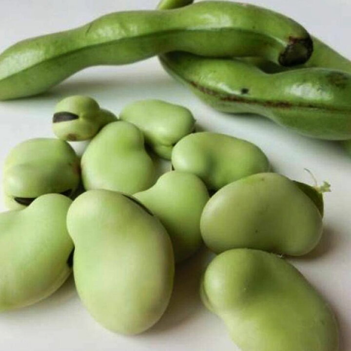 楽天市場 送料無料 極大粒 すずなりそら豆の苗 野菜苗9cmポット自根苗 お買い得3個セット 収穫 苗 ベランダ 簡単 栽培 そら豆 ソラマメ そらまめ Broad Beans 露地植え ハウス栽培 植物販売のｉｔａｎｓｅ楽天市場店