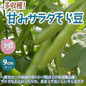 楽天市場 ソラマメ 苗の通販