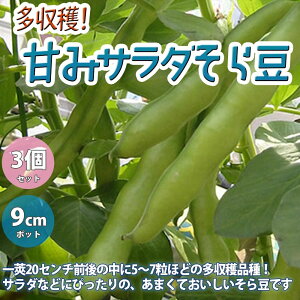 yznIÖT_瓤̕c ؕc9cm|bgc 3Zbg n c x_ ȒP ͔| 瓤 \} ܂ Broad beans InA nEX͔|  [