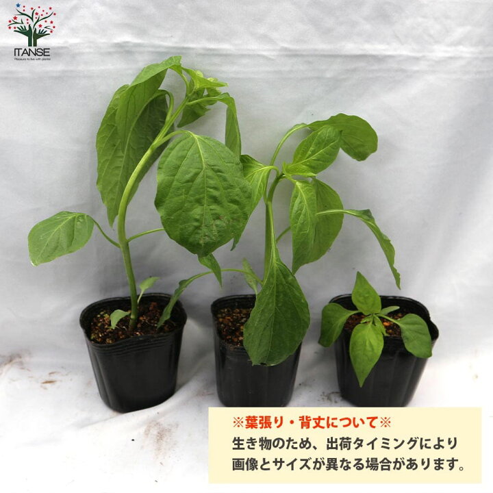 楽天市場 送料無料 即出荷 F1パプリカの苗 オレンジ 実付きが良い 野菜の苗 10 5cmポット 自根苗 お買い得2個セット パプリカ苗 ぱぷりか苗 野菜苗 家庭菜園 ベランダ菜園 春野菜 夏野菜 夏植え 有機栽培 畑仕事 野菜作り パプリカ ぱぷりか F1 収穫 植物販売の