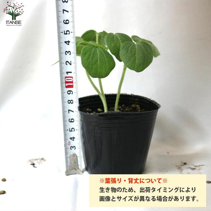 楽天市場 送料無料 オクラの苗 すずなり5角オクラ 野菜の苗 10 5cmポット 自根苗 お買い得4個セット オクラ苗 おくら苗 Okura Okra 野菜苗 家庭菜園 ベランダ 露地栽培 簡単栽培 農園 天然 庭植え 新鮮 旬 ベランダ菜園 夏植え 夏野菜 植物販売のｉｔａｎｓｅ