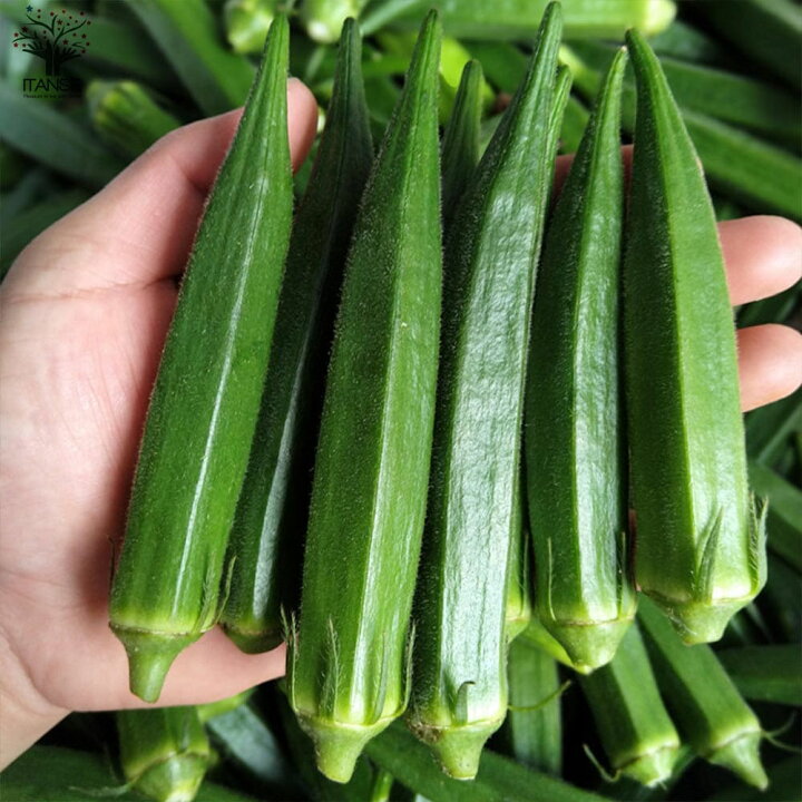 楽天市場 送料無料 オクラの苗 すずなり5角オクラ 野菜の苗 10 5cmポット 自根苗 お買い得4個セット オクラ苗 おくら苗 Okura Okra 野菜苗 家庭菜園 ベランダ 露地栽培 簡単栽培 農園 天然 庭植え 新鮮 旬 ベランダ菜園 夏植え 夏野菜 植物販売のｉｔａｎｓｅ