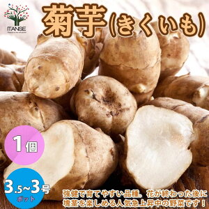 菊芋 苗の人気商品 通販 価格比較 価格 Com