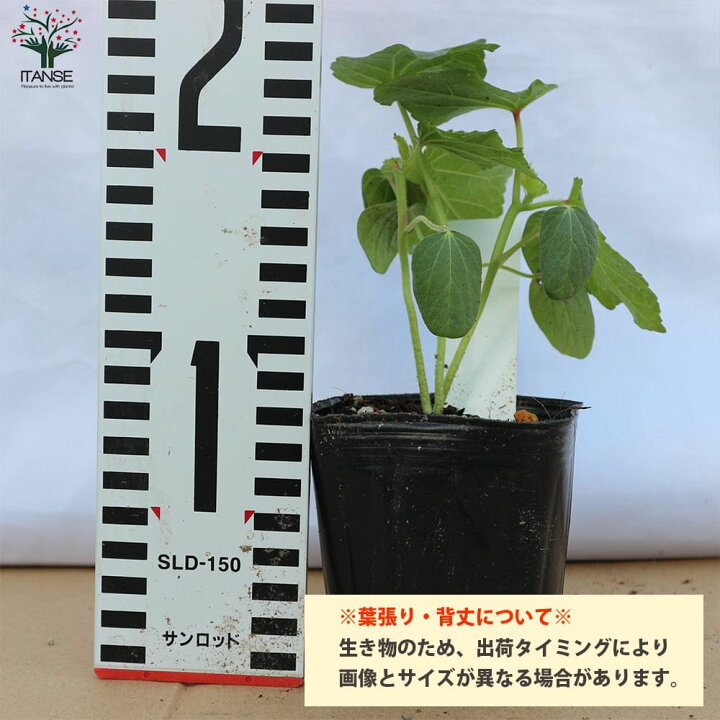 楽天市場 送料無料 柔らか極旨 多収穫五角オクラ オクラの苗 野菜の苗 10 5cmポット お買い得4個セット オクラ苗 おくら苗 Okura Okra 野菜苗 家庭菜園 プランター ベランダ菜園 ポット 夏植え 夏野菜 植物販売のｉｔａｎｓｅ楽天市場店