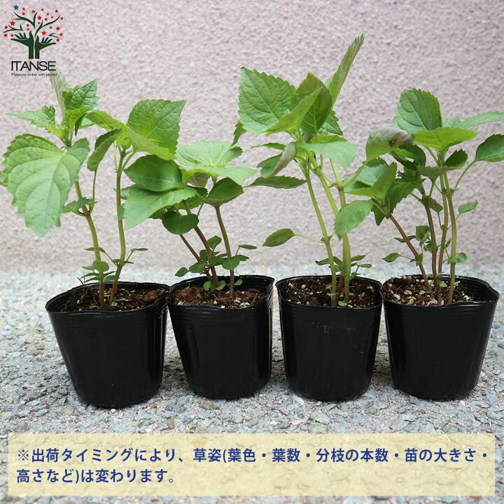 楽天市場 送料無料 青じそ しその苗 野菜の苗 7 5cmポット お買い得4個セット 紫蘇 シソ しそ シソ苗 しその苗 大葉 バジル 梅 梅干し おにぎり 家庭菜園 ガーデニング 野菜苗 青ジソ 青しそ 青シソ 青紫蘇 植物販売のｉｔａｎｓｅ楽天市場店