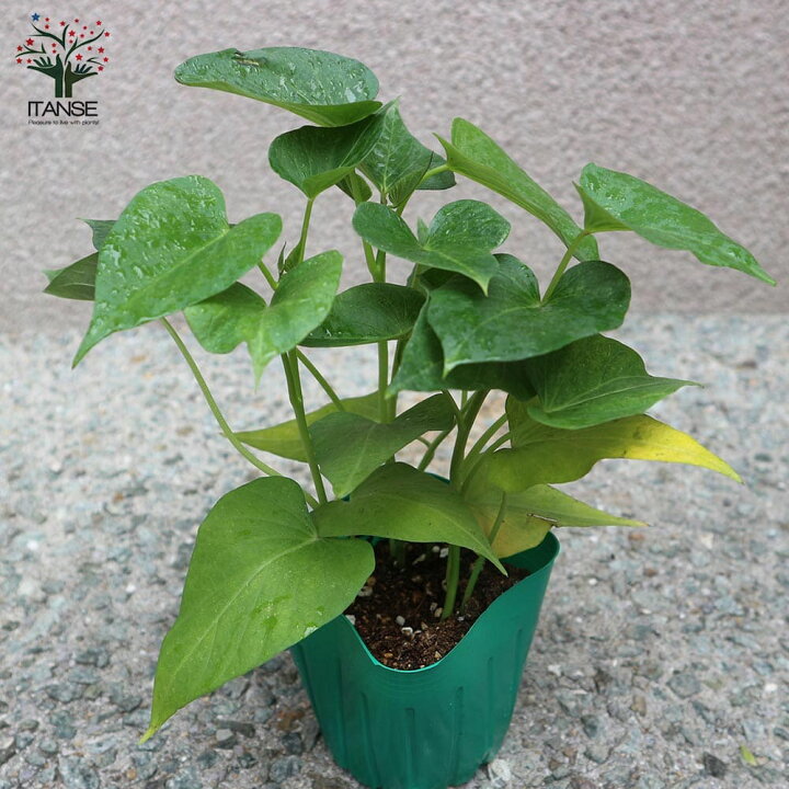 【送料無料】金時芋 (きんとき) つる取り用さつまいも苗 さつまいもの苗【野菜の苗 9cmポット /お買い得4個セット】さつまいも苗 サツマイモ苗 薩摩芋苗 薩摩芋の苗 野菜苗 ガーデニング 家庭菜園 植物販売のITANSE サツマイモ苗 鳴門金時 20本 栽培用 芋苗 芋ズル ナルトキントキ 山口県産 無農薬 サツマイモ さつまいも 苗 なるときんとき 栽培 家庭菜園 畑 焼き芋 受注受付後 収穫 発送