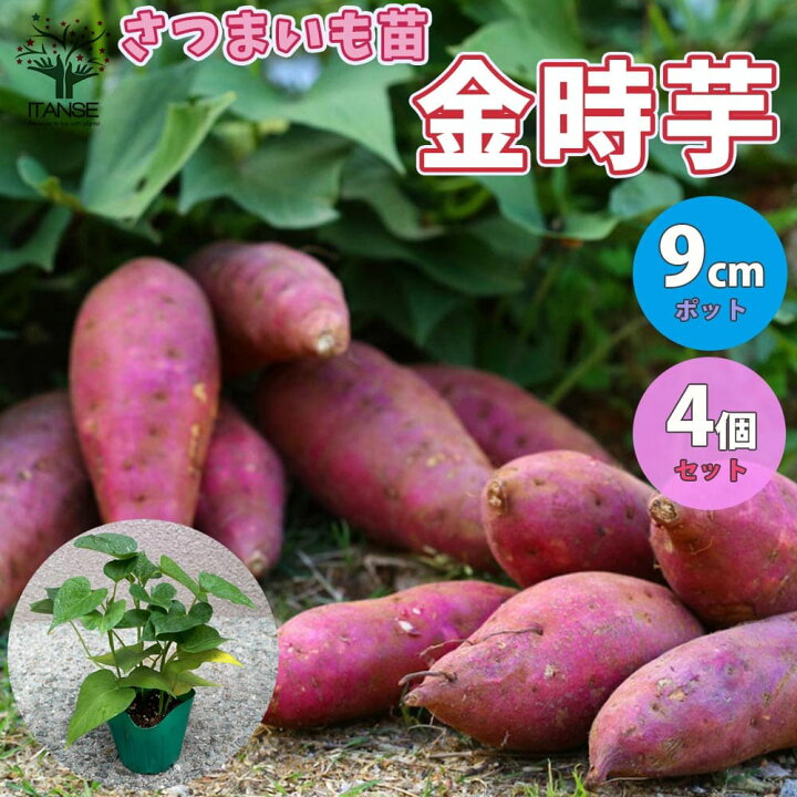 楽天市場 送料無料 金時芋 きんとき つる取り用さつまいも苗 さつまいもの苗 野菜の苗 9cmポット お買い得4個セット さつまいも苗 サツマイモ苗 薩摩芋苗 薩摩芋の苗 野菜苗 ガーデニング 家庭菜園 植物販売のｉｔａｎｓｅ楽天市場店
