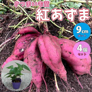 苗 さつまいもの人気商品 通販 価格比較 価格 Com