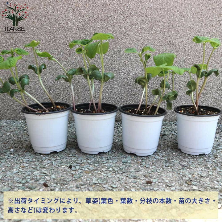楽天市場 送料無料 丹波 黒大粒 枝豆 枝豆の苗 野菜の苗 10 5cmポット お買い得3個セット 枝豆苗 枝豆の苗 えだまめの苗 えだ豆の苗 大豆 豆類 野菜苗 簡単栽培 家庭菜園 植物販売のｉｔａｎｓｅ楽天市場店