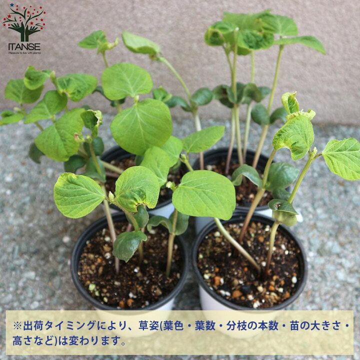 楽天市場 送料無料 丹波 黒大粒 枝豆 枝豆の苗 野菜の苗 10 5cmポット お買い得3個セット 枝豆苗 枝豆の苗 えだまめの苗 えだ豆の苗 大豆 豆類 野菜苗 簡単栽培 家庭菜園 植物販売のｉｔａｎｓｅ楽天市場店
