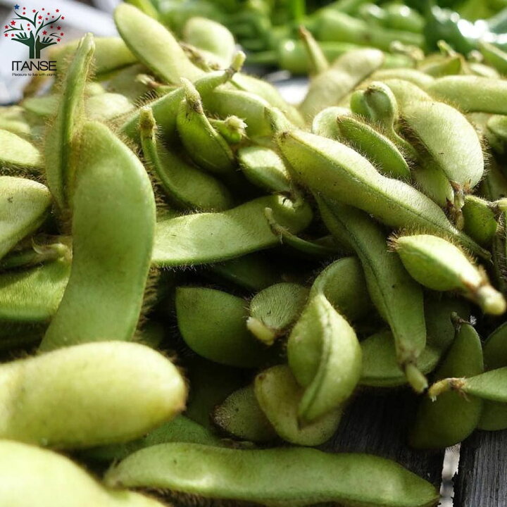 市場 送料無料 えだまめの苗 10 5cmポット 丹波 野菜の苗 枝豆 枝豆の苗 枝豆苗 黒大粒 お買い得3個セット