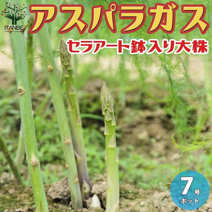 楽天市場 送料無料 土にこだわり の 農家さんが完熟堆肥を10アールあたり10トンも施して生産した自信作 アスパラガスの苗 野菜の苗 大株 7号鉢 大苗 1個売り アスパラガス苗 あすぱらがす苗 アスパラ苗 セラアート鉢 毎年完売 人気 大株 野菜苗 植物販売の