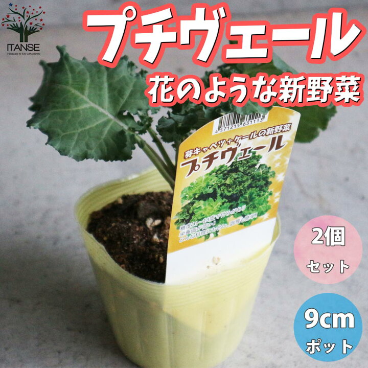 楽天市場 送料無料 プチベール 野菜の苗 秋冬植え葉野菜9cmポット お買い得2個セット プチベール プチ ヴェール プチヴェール ケール 芽キャベツ ケール けーる キャベツ 青汁 天ぷら 栄養価 植物販売のｉｔａｎｓｅ楽天市場店