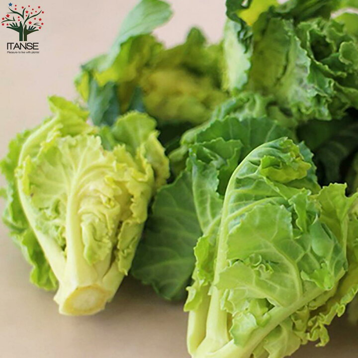 楽天市場 送料無料 プチベール 野菜の苗 秋冬植え葉野菜9cmポット お買い得2個セット プチベール プチ ヴェール プチヴェール ケール 芽キャベツ ケール けーる キャベツ 青汁 天ぷら 栄養価 植物販売のｉｔａｎｓｅ楽天市場店