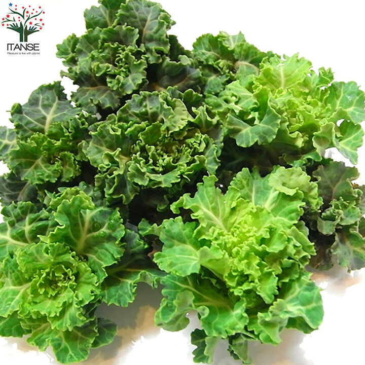 楽天市場 送料無料 プチベール 野菜の苗 秋冬植え葉野菜9cmポット お買い得2個セット プチベール プチ ヴェール プチヴェール ケール 芽キャベツ ケール けーる キャベツ 青汁 天ぷら 栄養価 植物販売のｉｔａｎｓｅ楽天市場店