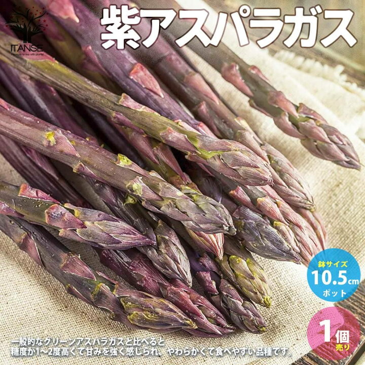 楽天市場 送料無料 紫アスパラガスの苗 野菜の苗 10 5cmポット 1個売り アスパラガス苗 あすぱらがす苗 アスパラ苗 家庭菜園 栽培 植物 販売のｉｔａｎｓｅ楽天市場店