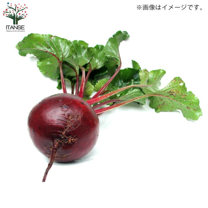 楽天市場 送料無料 レッドビーツの苗 野菜の苗 10 5cmポット お買い得4個セット テーブルビート 火焔菜 カエンサイ ガーデンビート 植物販売のｉｔａｎｓｅ楽天市場店