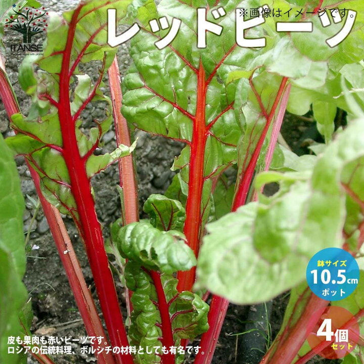 楽天市場 送料無料 レッドビーツの苗 野菜の苗 10 5cmポット お買い得4個セット テーブルビート 火焔菜 カエンサイ ガーデンビート 植物販売のｉｔａｎｓｅ楽天市場店