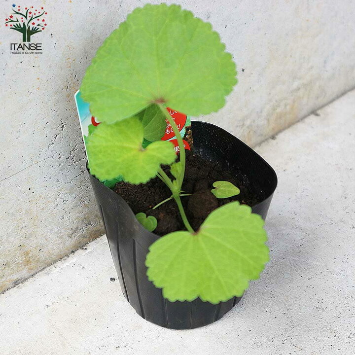 楽天市場 送料無料 おかのり 野菜の苗 9cmポット お買い得4個セット オカノリ 畑菜 ハタケナ ノリナ 陸のり おかのり 野菜苗 葉野菜 家庭菜園 植物販売のｉｔａｎｓｅ楽天市場店