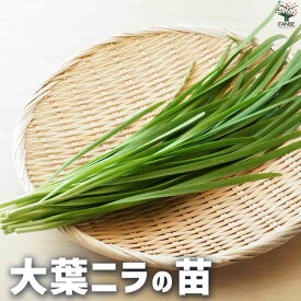 【送料無料】大葉ニラ 野菜の苗 3号ポット 古美良 フタモジ 栽培 庭園 菜園 庭 趣味 送料無料 即納