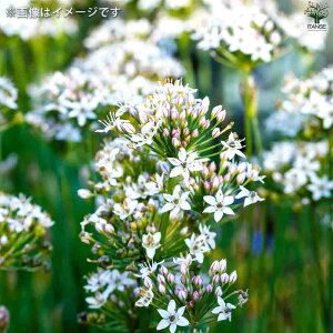 yztj ؂̕c 3|bg Ô t^W ͔| 뉀 ؉    [