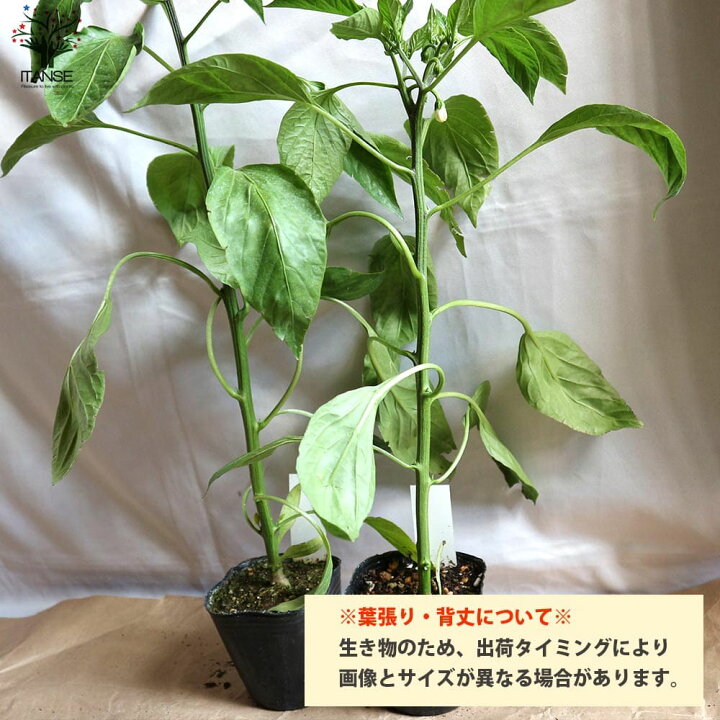 送料無料 苦くない 自根苗 4個セット ぴーまんの苗 野菜苗10 5cmポット ぴーまん苗 家庭菜園 肉厚甘味ピーマンの苗 ピーマン苗