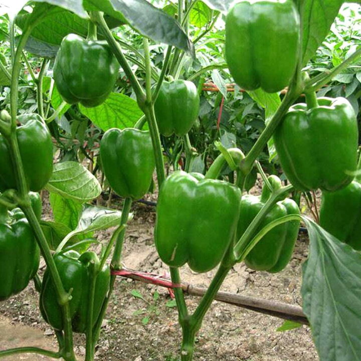 楽天市場 送料無料 ピーマンの苗 王様ピーマン 野菜の苗 10 5cmポット 自根苗 お買い得2個セット ピーマン苗 ぴーまん苗 野菜苗 家庭菜園 ベランダ菜園 春野菜 夏野菜 夏植え ガーデニング 家庭菜園 有機栽培 畑仕事 野菜作り ベランダ菜園 収穫 植物販売の