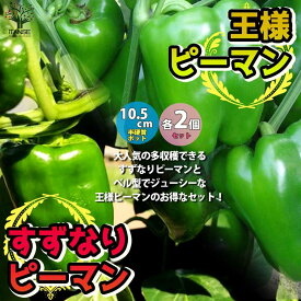 楽天市場 ピーマン 苗 苗物 ガーデニング 農業 花 ガーデン Diyの通販