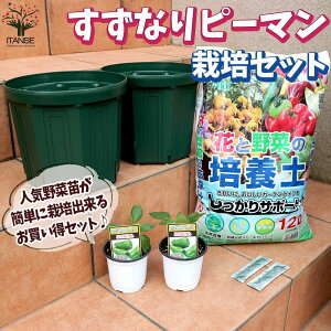 yzȂs[} I͔|Zbg ؂̕c 9cm`10.5cm|bgc 2Zbg ͔|Zbg X^[^[Zbg ͔|Lbg ̂܂܍͔|Zbg ؕc n[uc ƒ