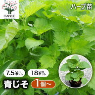 【送料無料】青じそ しその苗 野菜の苗 紫蘇 シソ しそ シソ苗 しその苗 大葉 バジル 梅 梅干し おにぎり…
