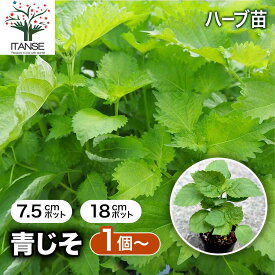 【送料無料】青じそ しその苗 野菜の苗 紫蘇 シソ しそ シソ苗 しその苗 大葉 バジル 梅 梅干し おにぎり 家庭菜園 ガーデニング 野菜苗 青ジソ 青しそ 青シソ 青紫蘇 送料無料 即納
