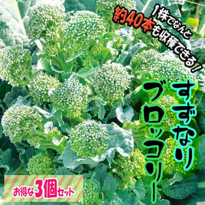 楽天市場 送料無料 すずなりブロッコリー 野菜苗 9cmポット 3個セット ブロッコリー苗 ぶろっこりー苗 多収穫 茎ブロッコリー 長期間 ビタミc カロテン 葉 甘味 甘い 大人気 果菜 植物販売のｉｔａｎｓｅ楽天市場店