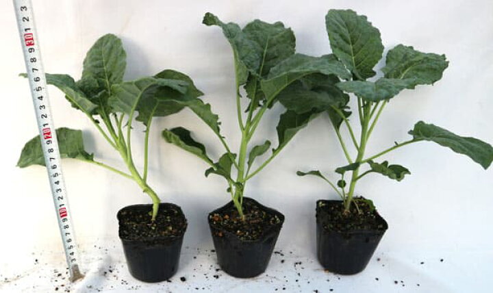 楽天市場 送料無料 すずなりブロッコリー 野菜苗 9cmポット 3個セット ブロッコリー苗 ぶろっこりー苗 多収穫 茎ブロッコリー 長期間 ビタミc カロテン 葉 甘味 甘い 大人気 果菜 植物販売のｉｔａｎｓｅ楽天市場店