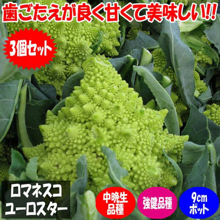 楽天市場 送料無料 極旨 ロマネスコ ユーロスター カリフラワーの苗 野菜苗9cmポット お買い得3個セット ロマネスコの中でも安定した生育で人気のユーロスターという品種です 植物販売のｉｔａｎｓｅ楽天市場店