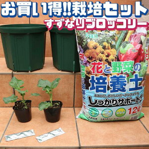 家庭菜園 ガーデニング 苗の人気商品 通販 価格比較 価格 Com