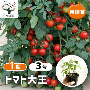 y}\ԁPAbvzg}g剤 ( x炸ŊyXn!!NEW^Cv~jg}g ) 9cm|bgc nMOg}g ؕc ~jg}gc ݂ɂƂ܂ƕc x_ In tomato  