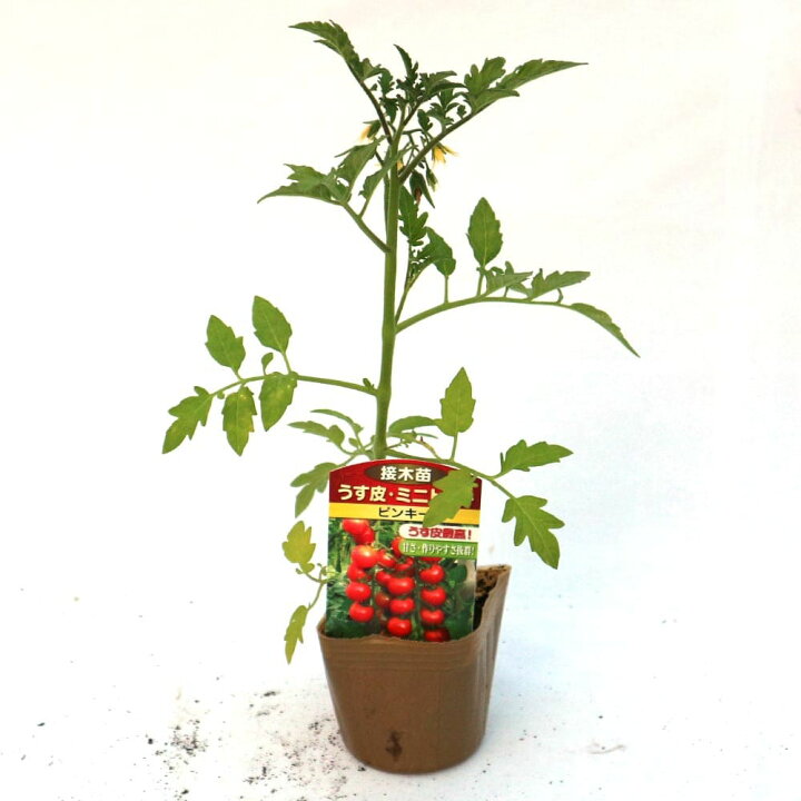 楽天市場 送料無料 うす皮ピンクミニトマト ピンキー 接ぎ木苗 野菜 接木苗9cmポット お買い得8個セット 人気品種 野菜苗 ミニトマト苗 みに とまと苗 プチトマト苗 Tomato 春野菜 夏野菜 春植え 夏植え 植物販売のitanse楽天市場店 楽天市場 送料無料 うす皮ピンクミニトマト ピンキー 接ぎ木苗 野菜 接木苗9cmポット お買い得8個セット 人気品種 野菜苗 ミニトマト苗 みに とまと苗 プチトマト苗 Tomato 春野菜 夏野菜 春植え 夏植え 植物販売のitanse楽天市場店