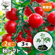 【送料無料】秋トマト 9cmポット自根苗 甘いミニトマト！真夏の暑さや梅雨の湿気、秋の日照時間の短い季…