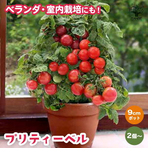 yzȂh[tg}g veB[x ␫~jg}g c 9cm|bg 2`4Zbg ؕc g}gc Ƃ܂ƕc x_ In͔| tomato   [