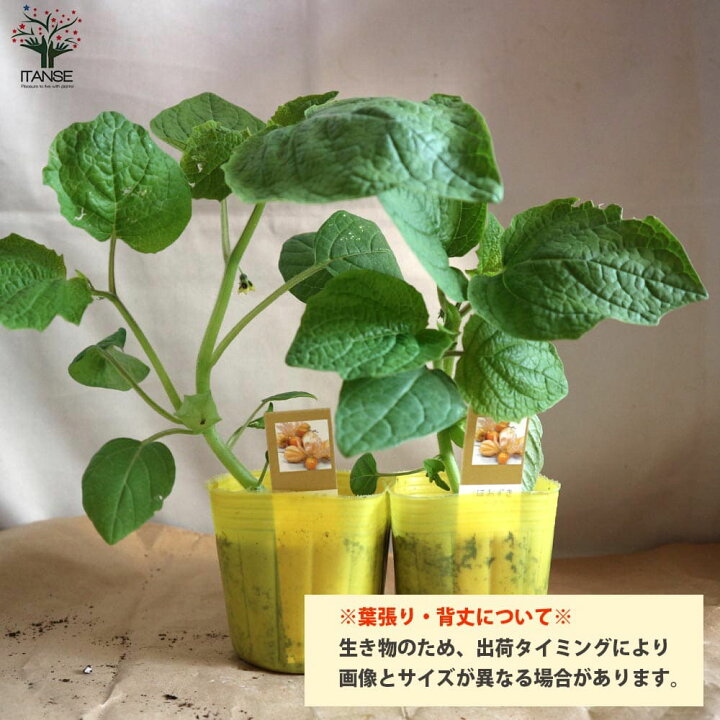 楽天市場 送料無料 大実ほおずきトマトの苗 大実ゴールデンベリー 野菜の苗 10 5cmポット 自根苗 お買い得2個セット ほおずき トマト苗 とまと 苗 ミニトマト苗 トマトの苗 とまとの苗 プチトマト ガーデニング 家庭菜園 プランター菜園 ベランダ菜園 植物販売の